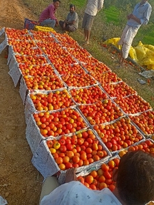 തക്കാളി 