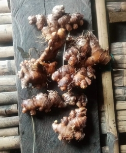 ഇഞ്ചി