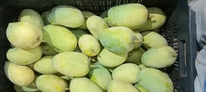 మామిడి