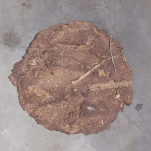 ಹಸುವಿನ ಸಗಣಿ