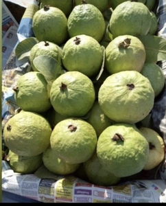 പേരയ്ക്ക