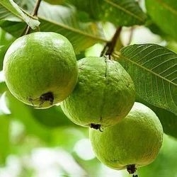 ఫోటో 2