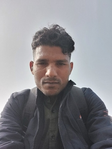 పందులు
