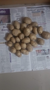 உருளைக்கிழங்கு