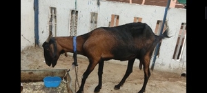 ಮೇಕೆ