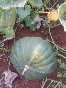 ಕುಂಬಳಕಾಯಿ