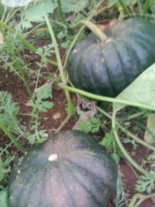ഫോട്ടോ 2