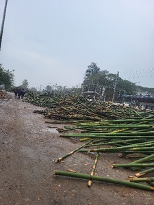 മുള