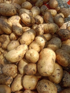 Potato 