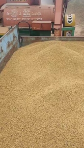സോയാബീൻ