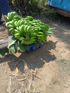 வாழைப்பழம்