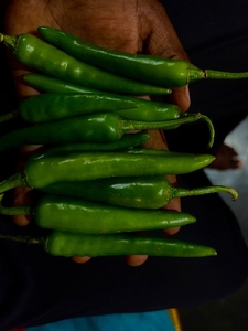 പച്ചമുളക്