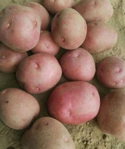ಆಲೂಗಡ್ಡೆ