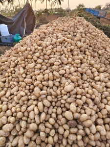 உருளைக்கிழங்கு