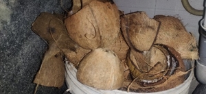 ചിരട്ട