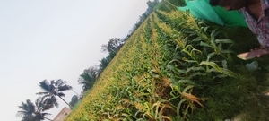 മധുരചോളം 