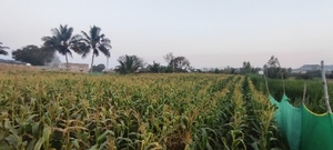 படம் 2