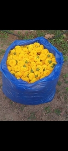 ജമന്തി