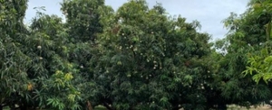 మామిడి పండ్లు