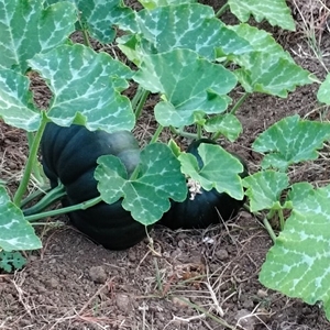 ಫೋಟೋ 2