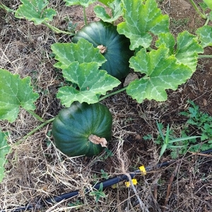 ಫೋಟೋ 3