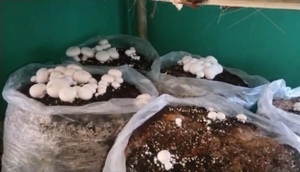 ബട്ടൺ മഷ്റൂം