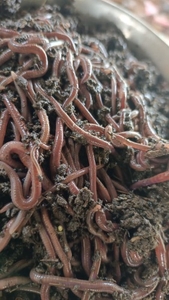 Vermicompost