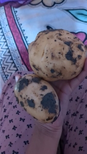 Potato 