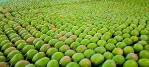ಫೋಟೋ 3