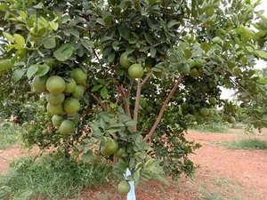 മൊസാമ്പി