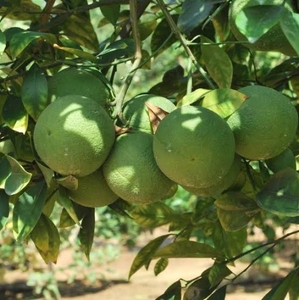 ഫോട്ടോ 2