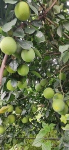ഫോട്ടോ 3