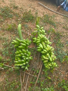 ಬಾಳೆಹಣ್ಣು