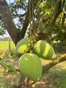 आम 