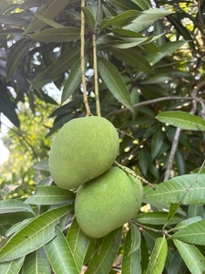 ಫೋಟೋ 3