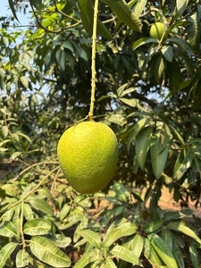 ಫೋಟೋ 4