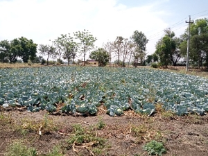 క్యాబేజీ