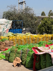 ಆಲೂಗಡ್ಡೆ