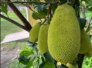 ಹಲಸಿನ ಹಣ್ಣು
