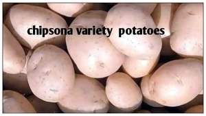 ಆಲೂಗಡ್ಡೆ