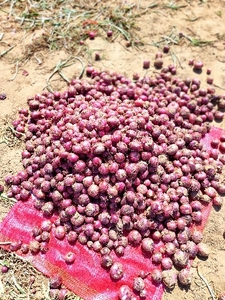ಈರುಳ್ಳಿ
