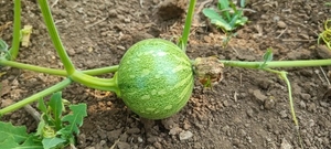 ഫോട്ടോ 4