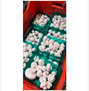 Mushrooms 