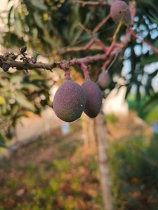 మియాజాకి మామిడి