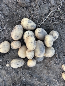 ಆಲೂಗಡ್ಡೆ