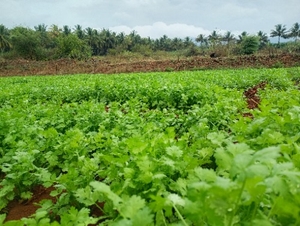 ಕೊತ್ತಂಬರಿ ಸೊಪ್ಪು