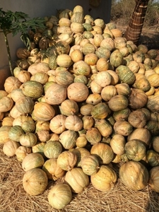ಕುಂಬಳಕಾಯಿ