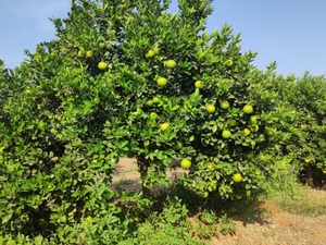 മൊസാമ്പി