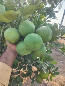 ఫోటో 2