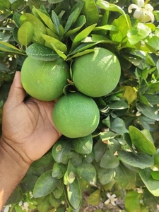 ఫోటో 4
